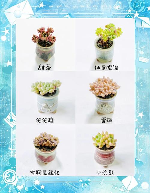 如何让多肉植物长得更饱满？养护技巧