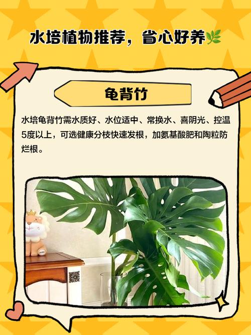 花盆积水发臭？这些水生植物搭配净化法​