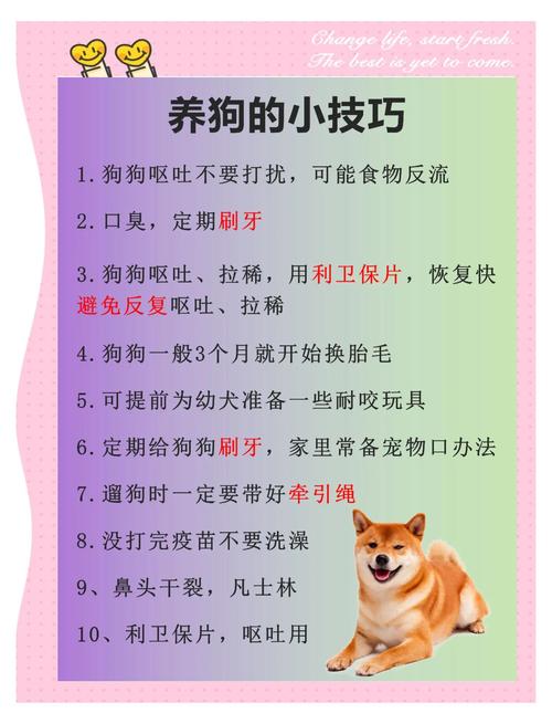 宠物安全须知：对宠物和家人的保护措施