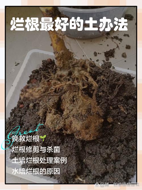 花盆积水烂根？脱盆晾根与杀菌处理​