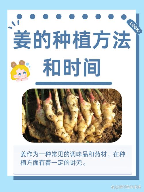 发芽的生姜能不能吃？食物发芽安全性指南
