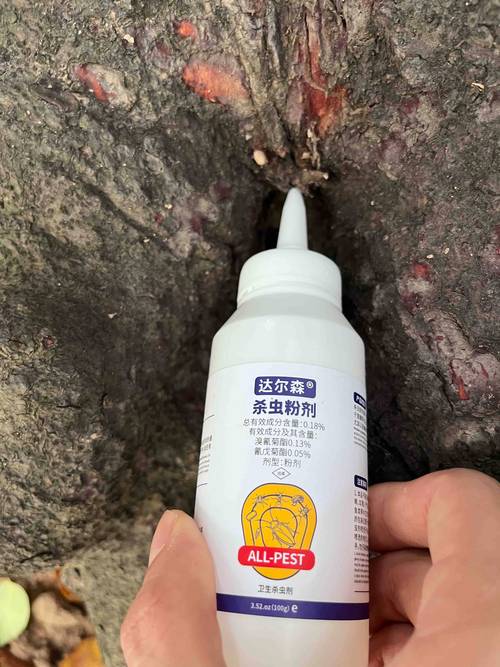 花盆蚂蚁通道追踪:玉米粉 + 硼砂诱杀配方