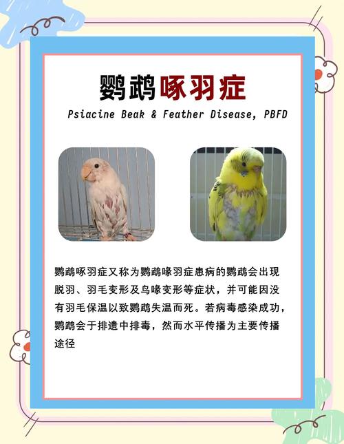 鹦鹉羽毛蓬松是生病吗?常见异常状态对照表