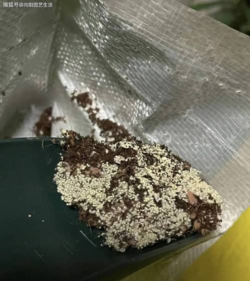 花盆里的土长白毛？这些消毒处理方法​