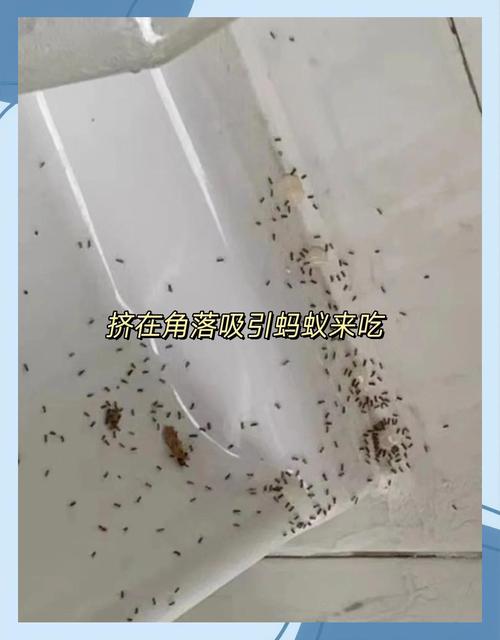用柠檬皮驱赶蚂蚁,天然环保驱虫法