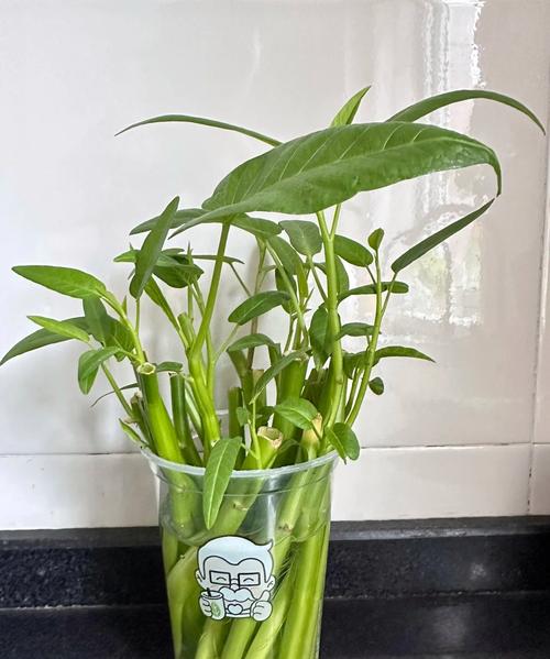 奶茶杯改造创意花盆，植物种植新容器​