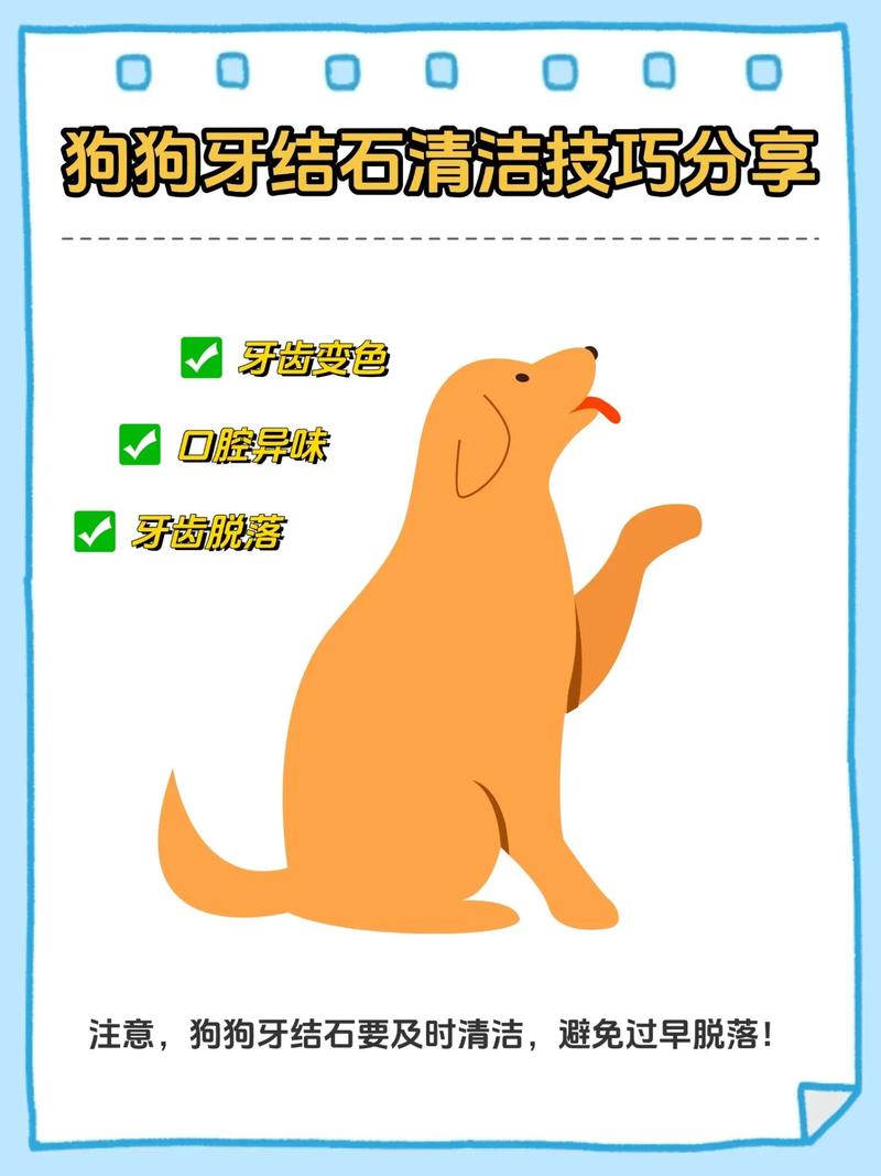 宠物牙齿护理：牙结石的危害及预防方法