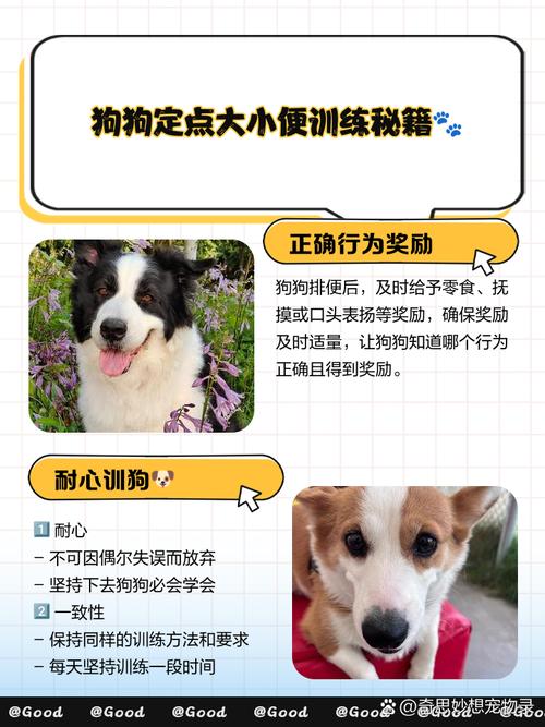 如何训练宠物定点大小便？实用技巧