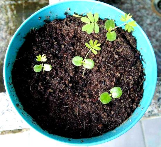 花盆里的蚯蚓松土过度？沙子调节土壤​