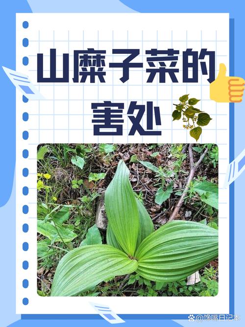 教你辨别有毒野菜：这 3 种常见植物别误食