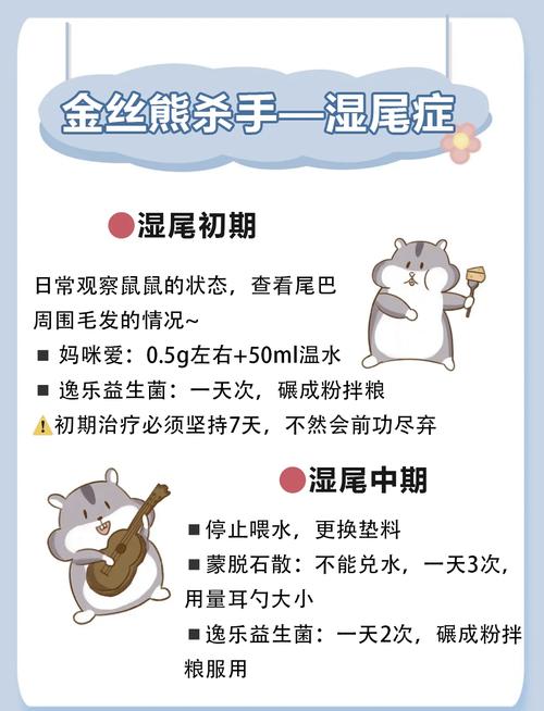 仓鼠湿尾症急救？庆大霉素投喂 + 隔离饲养​