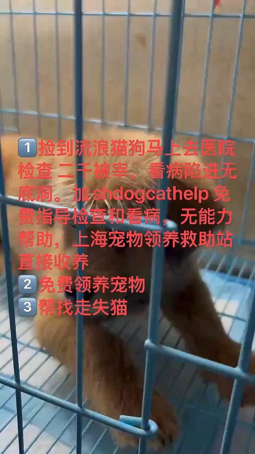 短剧《宠物救助站》出圈：萌宠题材的暖心叙事​