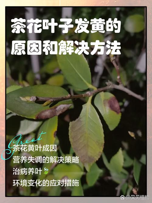 茶花黄叶补救?硫酸亚铁 + 硫酸锌混合浇灌