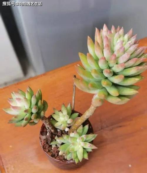 多肉徒长挽救?砍头扦插 + 控光控养恢复法