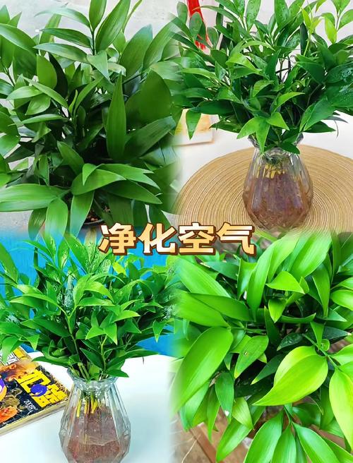 家庭防蚊植物清单：5种驱蚊绿植推荐