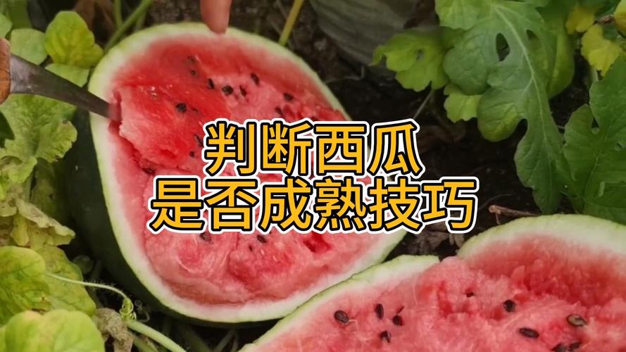 判断西瓜熟度的5个实用技巧