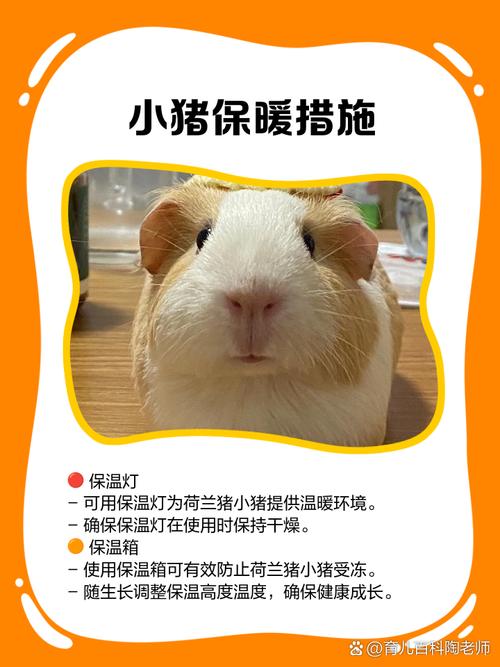 荷兰猪牙齿过长？苹果枝磨牙 + 定期修剪攻略​