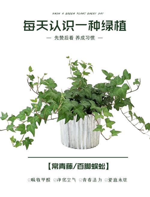 延长绿植寿命的4个养护技巧