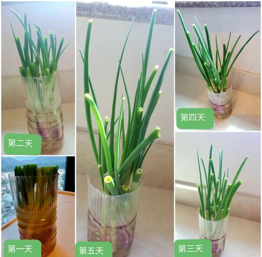 塑料瓶种葱技巧？瓶口剪法有讲究