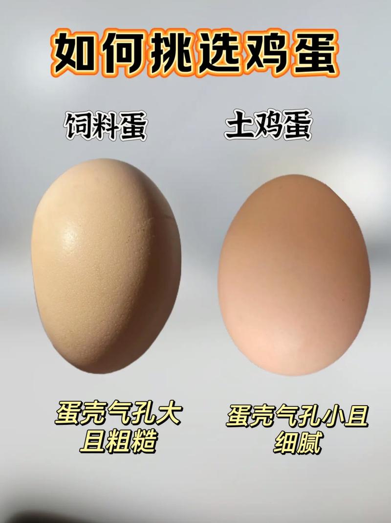 挑选新鲜鸡蛋的5个技巧