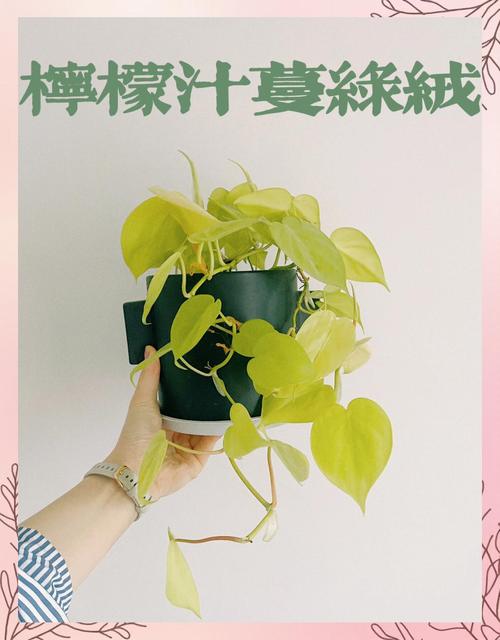 绿萝爆盆技巧？定期掐尖 + 复合肥追肥法