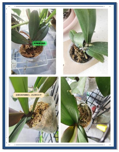 蝴蝶兰复花技巧？水苔更换 + 控光养护全流程​