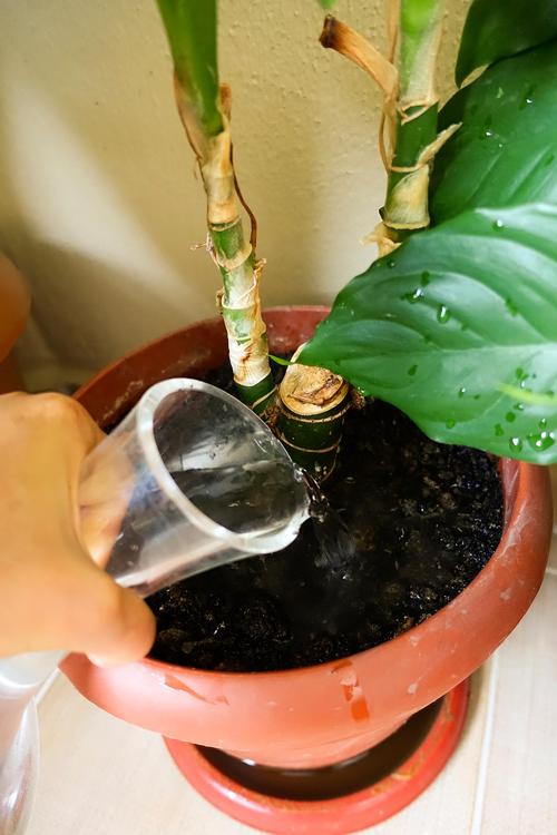 淘米水浇花的3个隐藏禁忌
