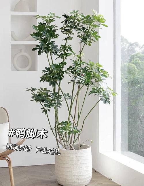 家居绿植养护，让你的家更绿意盎然