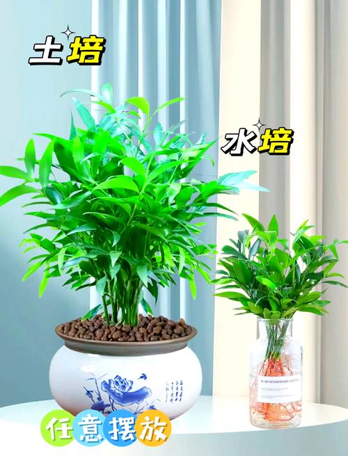 夏季家居，防晒植物推荐
