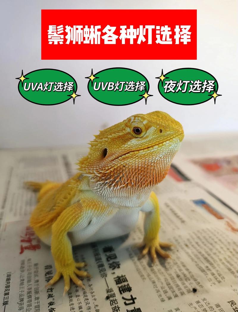 鬃狮蜥拒食处理？体温与 UVB 灯检测