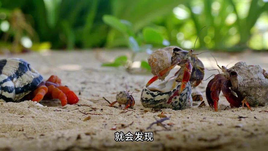 寄居蟹脱壳征兆识别？行为变化观察