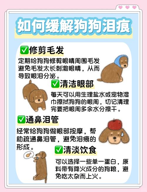宠物泪痕预防！饮食调整与眼部护理指南