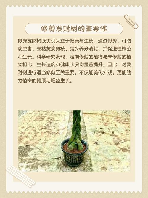 如何给发财树修剪？促进生长的技巧