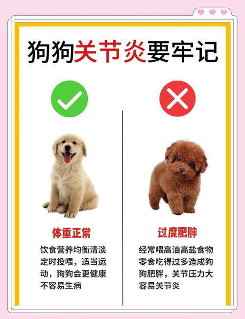 狗狗关节炎怎么预防?饮食和运动建议