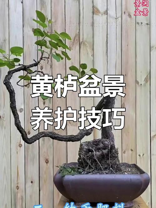 花盆修剪误区！促进生长关键