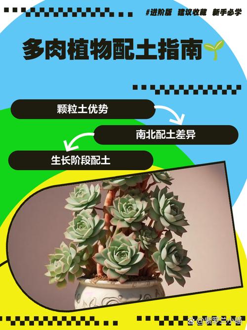 多肉植物配土优化误区！正确方案对比