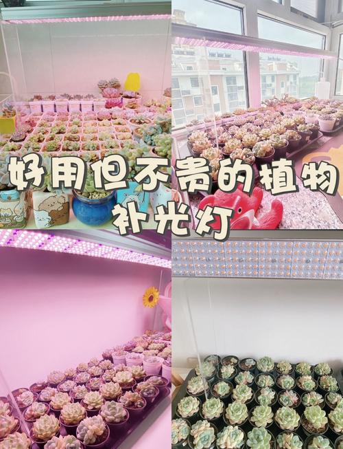 多肉植物光照需求！补光灯使用全攻略
