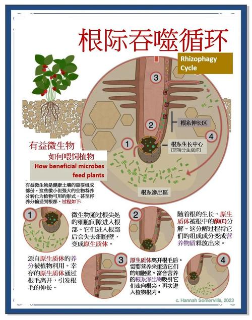 沙漠植物如何与微生物共生以获取养分？植物生理学机制