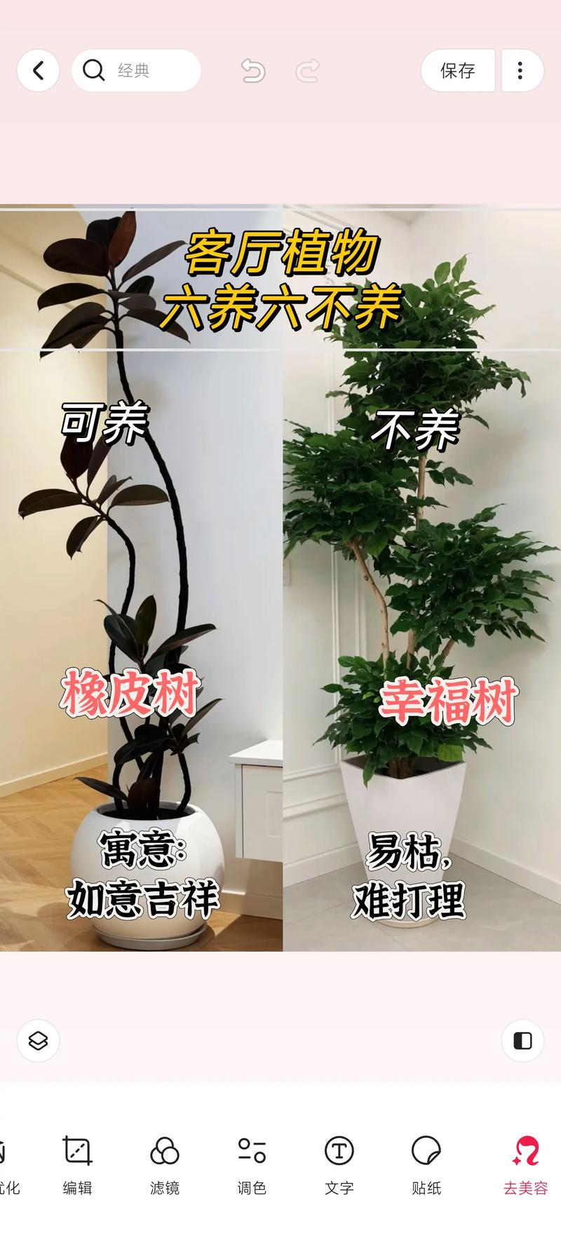 花盆摆放位置！植物生长更旺盛