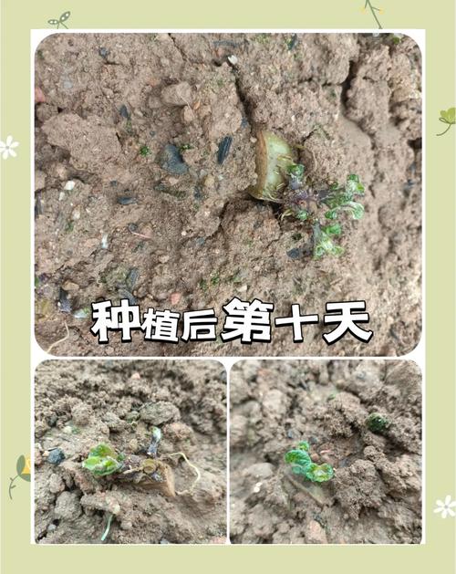 土豆防发芽？和苹果放一起试试！