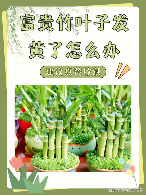 富贵竹黄叶?更换「纯净水」