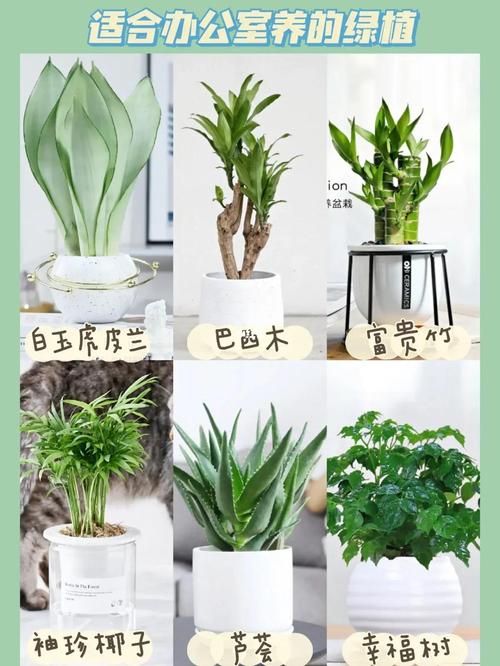 家居绿植摆放技巧，让你的家更显生机