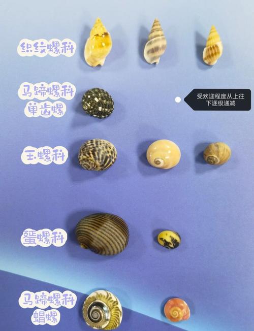 寄居蟹壳更换引导技巧？壳摆放角度