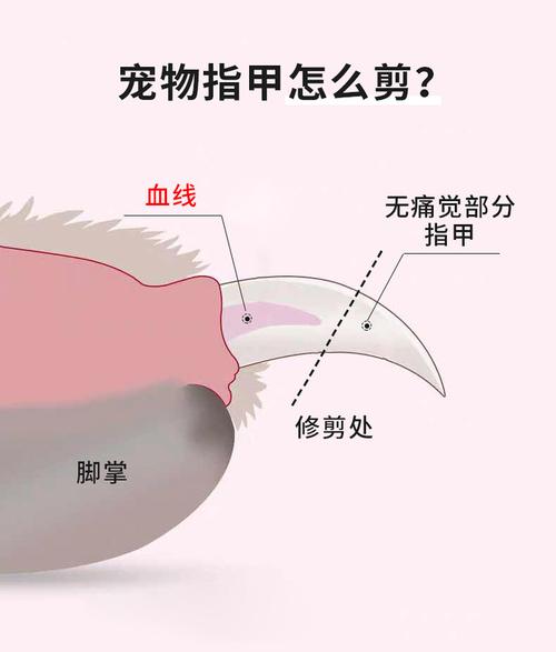 宠物指甲修剪妙招！LED 灯辅助观察血管