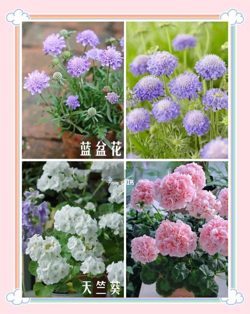 夏季防晒植物：阳台种什么植物既能防晒又能观赏？