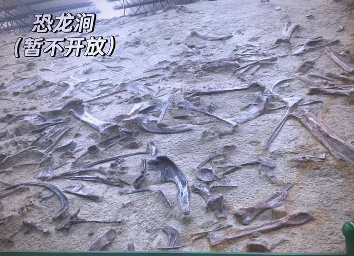 恐龙足迹化石如何揭示行为模式？古生物学研究