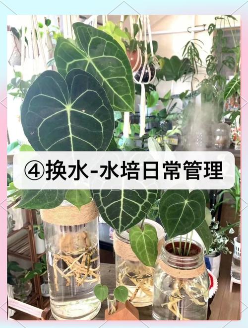 水培植物换水注意事项