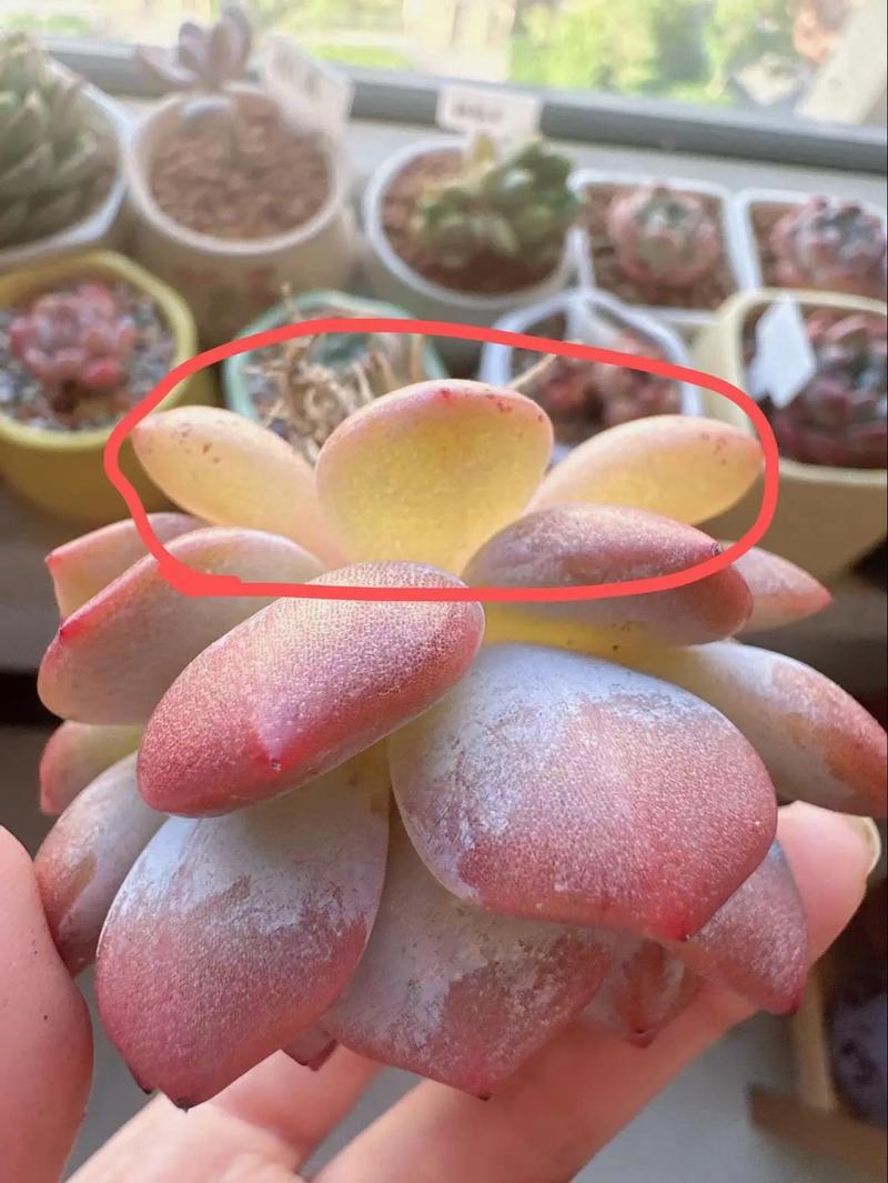 多肉植物叶片化水怎么回事？可能的原因