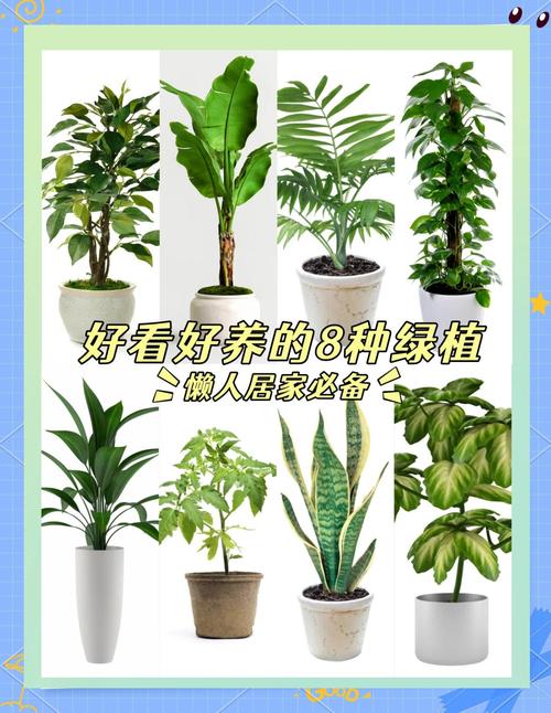 绿植养护：让家更绿意盎然