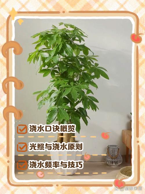 如何给发财树浇水？正确频率和水量
